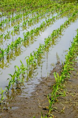 Flooded corn field after heavy rains and storms in summer. Difficulties and losses in agriculture due to global warming and climate change. Yield reduction and maintenance. Poor harvest.
