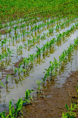 Flooded corn field after heavy rains and storms in summer. Difficulties and losses in agriculture due to global warming and climate change. Yield reduction and maintenance. Poor harvest.