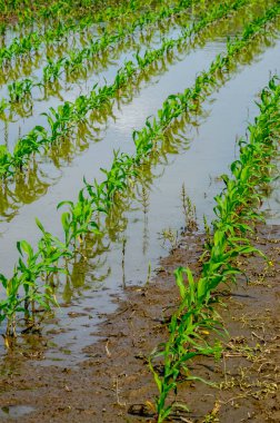 Flooded corn field after heavy rains and storms in summer. Difficulties and losses in agriculture due to global warming and climate change. Yield reduction and maintenance. Poor harvest.