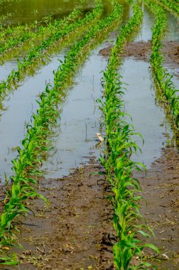Flooded corn field after heavy rains and storms in summer. Difficulties and losses in agriculture due to global warming and climate change. Yield reduction and maintenance. Poor harvest.