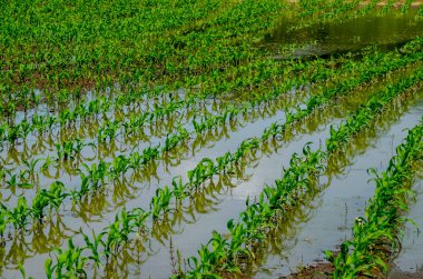 Flooded corn field after heavy rains and storms in summer. Difficulties and losses in agriculture due to global warming and climate change. Yield reduction and maintenance. Poor harvest.