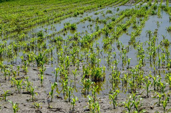 Flooded corn field after heavy rains and storms in summer. Difficulties and losses in agriculture due to global warming and climate change. Yield reduction and maintenance. Poor harvest.