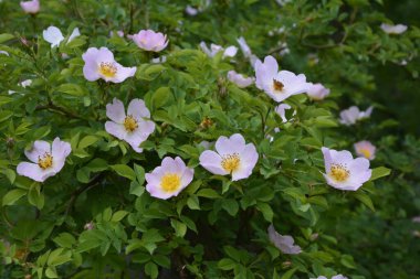 Güzel bahar çiçeğinin yakın plan görüntüsü, pembe, Rosa Canina Köpek Gülü olarak da bilinir. Arka planda bulanık yeşil yaprakları ve güneş ışığıyla güzel pembe bir gül çiçeği..