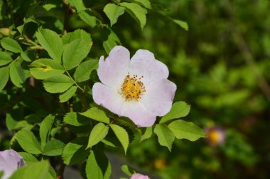 Güzel bahar çiçeğinin yakın plan görüntüsü, pembe, Rosa Canina Köpek Gülü olarak da bilinir. Arka planda bulanık yeşil yaprakları ve güneş ışığıyla güzel pembe bir gül çiçeği..