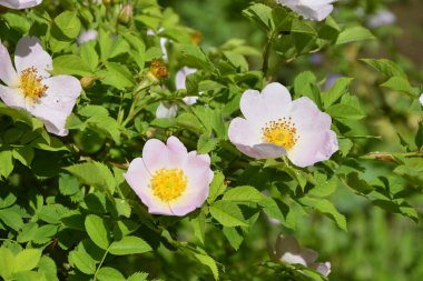 Güzel bahar çiçeğinin yakın plan görüntüsü, pembe, Rosa Canina Köpek Gülü olarak da bilinir. Arka planda bulanık yeşil yaprakları ve güneş ışığıyla güzel pembe bir gül çiçeği..