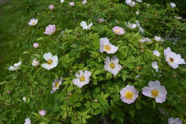 Güzel bahar çiçeğinin yakın plan görüntüsü, pembe, Rosa Canina Köpek Gülü olarak da bilinir. Arka planda bulanık yeşil yaprakları ve güneş ışığıyla güzel pembe bir gül çiçeği..