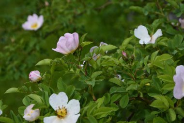 Güzel bahar çiçeğinin yakın plan görüntüsü, pembe, Rosa Canina Köpek Gülü olarak da bilinir. Arka planda bulanık yeşil yaprakları ve güneş ışığıyla güzel pembe bir gül çiçeği..