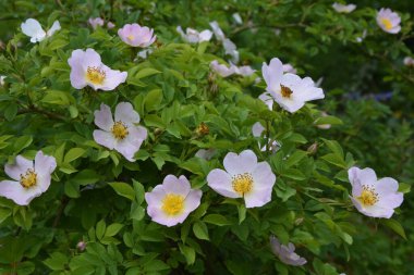 Güzel bahar çiçeğinin yakın plan görüntüsü, pembe, Rosa Canina Köpek Gülü olarak da bilinir. Arka planda bulanık yeşil yaprakları ve güneş ışığıyla güzel pembe bir gül çiçeği..