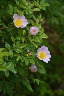 Güzel bahar çiçeğinin yakın plan görüntüsü, pembe, Rosa Canina Köpek Gülü olarak da bilinir. Arka planda bulanık yeşil yaprakları ve güneş ışığıyla güzel pembe bir gül çiçeği..