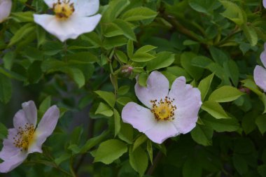 Güzel bahar çiçeğinin yakın plan görüntüsü, pembe, Rosa Canina Köpek Gülü olarak da bilinir. Arka planda bulanık yeşil yaprakları ve güneş ışığıyla güzel pembe bir gül çiçeği..