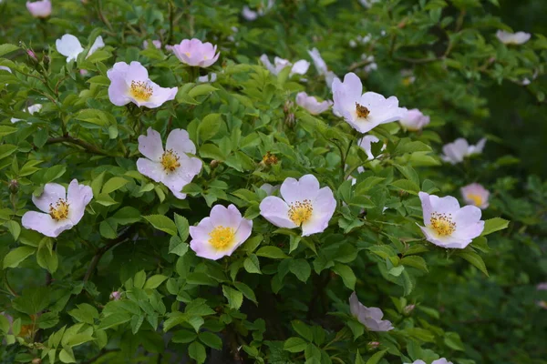 Güzel bahar çiçeğinin yakın plan görüntüsü, pembe, Rosa Canina Köpek Gülü olarak da bilinir. Arka planda bulanık yeşil yaprakları ve güneş ışığıyla güzel pembe bir gül çiçeği..