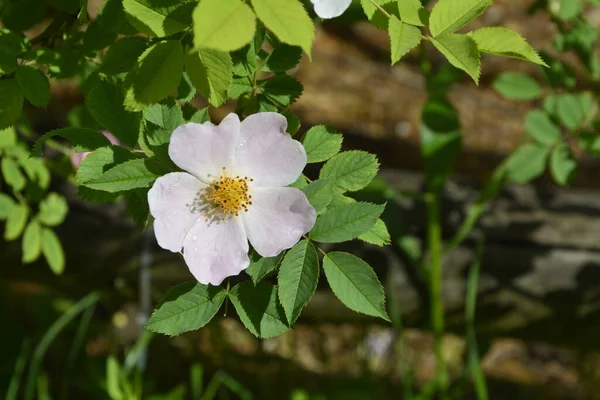 Close Obraz Pięknej Wiosny Kwitnienia Różowy Rosa Canina Znany Również — Zdjęcie stockowe
