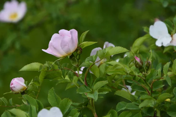 Close Obraz Pięknej Wiosny Kwitnienia Różowy Rosa Canina Znany Również — Zdjęcie stockowe