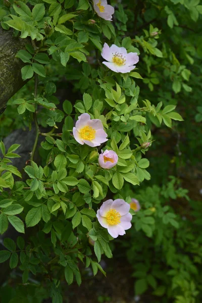 美しい春の開花 ピンク カニーナのクローズアップ画像も犬のバラとして知られています背景にぼやけた緑の葉と太陽の光を持つ美しいピンクの野生のバラの花 — ストック写真