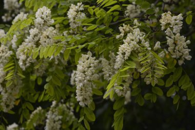 Akasya ağacı baharda çiçek açıyor. Yeşil arka planı olan çiçek dalları. Beyaz akasya çiçekleri, güneşli bir gün. Bol çiçeklenme var. Yumuşak kokulu bal için nektar kaynağı.