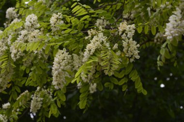 Akasya ağacı baharda çiçek açıyor. Yeşil arka planı olan çiçek dalları. Beyaz akasya çiçekleri, güneşli bir gün. Bol çiçeklenme var. Yumuşak kokulu bal için nektar kaynağı.