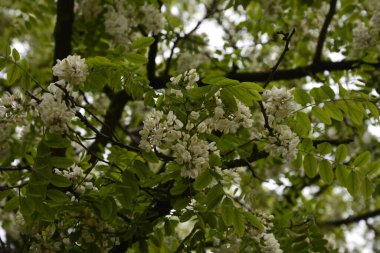 Akasya ağacı baharda çiçek açıyor. Yeşil arka planı olan çiçek dalları. Beyaz akasya çiçekleri, güneşli bir gün. Bol çiçeklenme var. Yumuşak kokulu bal için nektar kaynağı.