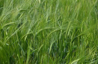 Gün batımında arpa tarlası, un, arpa ekmeği, arpa birası, viski, votka ve hayvan yemi olarak kullanılır. Tarım ve sağlıklı beslenme kavramı.
