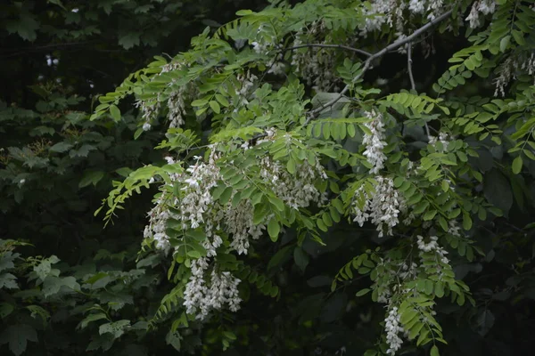 Acacia Fleurissant Printemps Branche Fleurs Avec Fond Vert Floraison Blanche — Photo