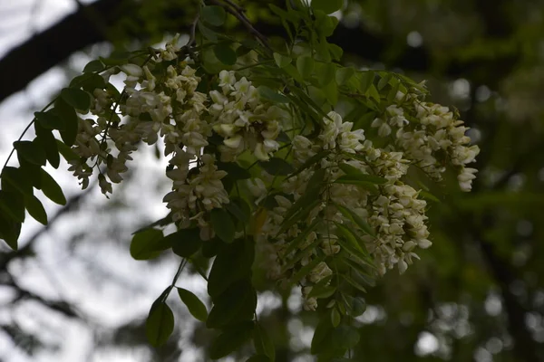 Drzewo Akacjowe Kwitnie Wiosną Gałąź Kwiatowa Zielonym Tłem Biała Akacja — Zdjęcie stockowe
