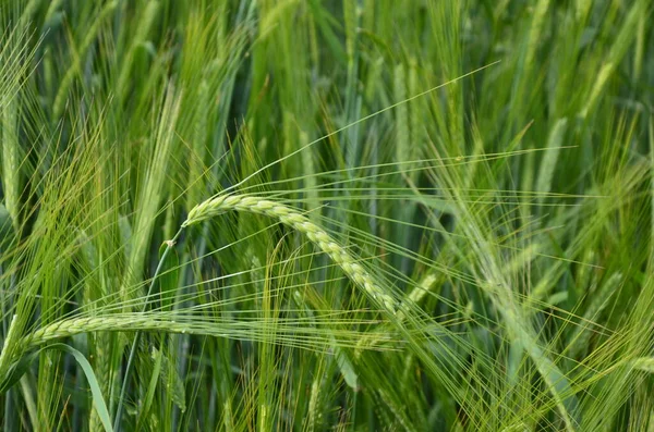 Campo Cebada Atardecer Grano Cebada Utiliza Para Harina Pan Cebada — Foto de Stock