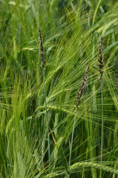 Mancha Solta Cevada Causada Por Ustilago Nuda Uma Doença Que — Fotografia de Stock