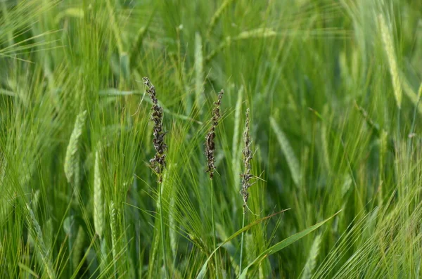 Mancha Solta Cevada Causada Por Ustilago Nuda Uma Doença Que — Fotografia de Stock