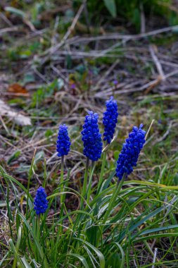 Yumuşak mavi muscari çiçekleri. Güzel bir bahar arkaplanı olarak mavi üzüm sümbülü çiçekleri.