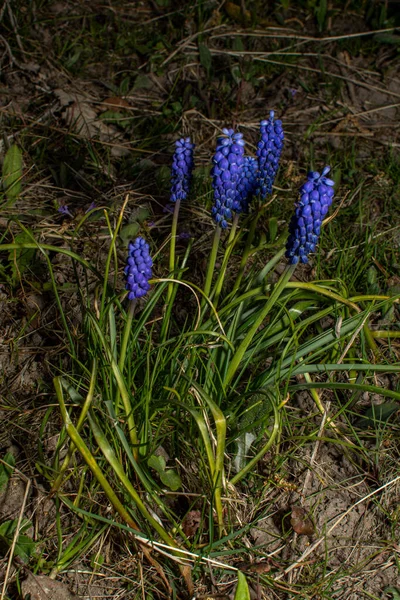 Gyengéd Kék Muscari Virágok Kék Szőlő Jácint Virágok Mint Szép — Stock Fotó