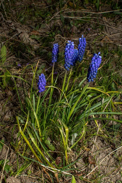 Gyengéd Kék Muscari Virágok Kék Szőlő Jácint Virágok Mint Szép — Stock Fotó