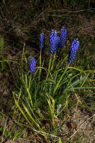 Yumuşak Mavi Muscari Çiçekleri Güzel Bir Bahar Arkaplanı Olarak Mavi — Stok fotoğraf