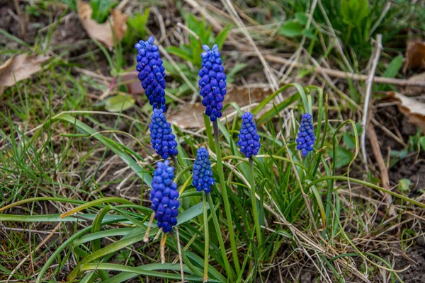 Jemné Modré Muškarní Květiny Modré Hrozny Hyacint Květiny Jako Pěkné — Stock fotografie