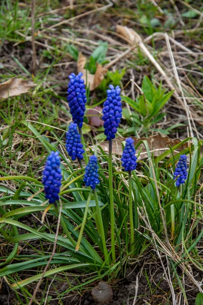 柔和的蓝色麝香花 蓝色的葡萄百合花如美丽的春光背景 — 图库照片