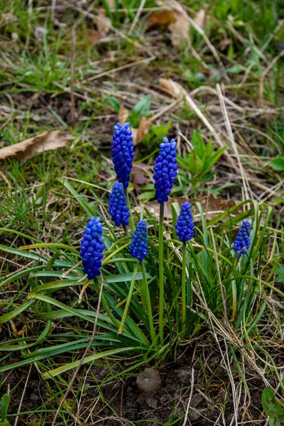 柔和的蓝色麝香花 蓝色的葡萄百合花如美丽的春光背景 — 图库照片