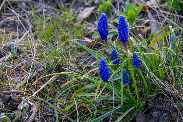 Yumuşak Mavi Muscari Çiçekleri Güzel Bir Bahar Arkaplanı Olarak Mavi — Stok fotoğraf