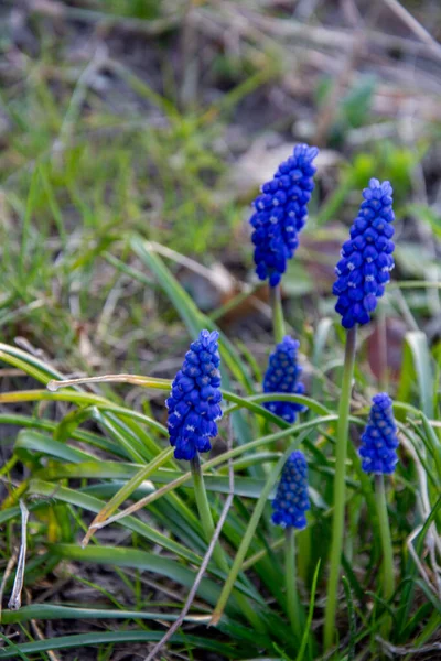 Tenero Blu Muscari Flowers Blue Uva Giacinto Fiori Come Bel — Foto Stock