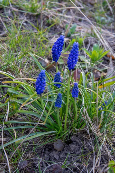 Tender Blue Muscari Flowers Blue Grape Hyacinth Flowers Nice Spring — Stock Photo, Image