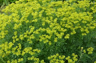 Botanik Koleksiyonu, Ruta Graveolens medikal bitki veya güçlü kokulu sedir, yaygın olarak 