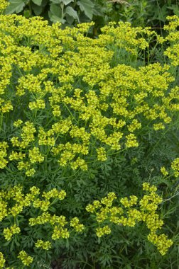 Botanik Koleksiyonu, Ruta Graveolens medikal bitki veya güçlü kokulu sedir, yaygın olarak 