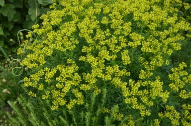 Botanik Koleksiyonu, Ruta Graveolens medikal bitki veya güçlü kokulu sedir, yaygın olarak 