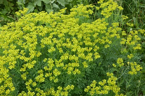 Colección Botánica Ruta Graveolens Planta Medicinal Rue Fuerte Olor Comúnmente —  Fotos de Stock