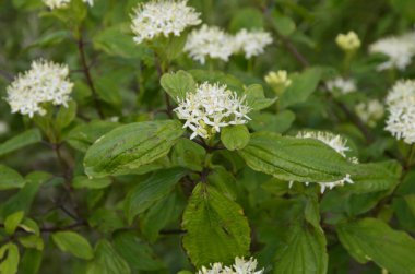 Beyaz çiçeklere yakın plan Physocarpus opulifolius Nugget veya bulanık arkaplanda altın yapraklı Ninebark. Seçici odaklanma. Çiçek manzarası, kopyalama alanı olan yeni duvar kağıdı .