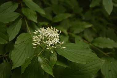 Beyaz çiçeklere yakın plan Physocarpus opulifolius Nugget veya bulanık arkaplanda altın yapraklı Ninebark. Seçici odaklanma. Çiçek manzarası, kopyalama alanı olan yeni duvar kağıdı .