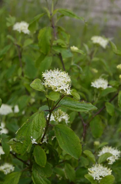 Gros Plan Sur Les Fleurs Blanches Physocarpus Opulifolius Nugget Ninebark — Photo