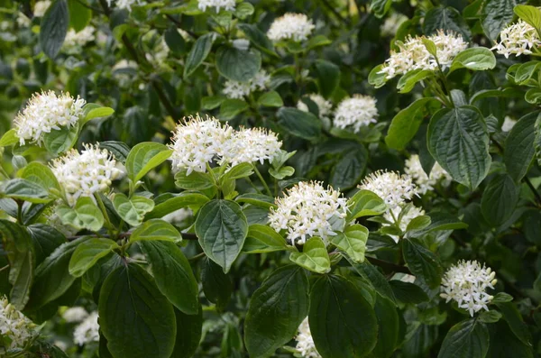 Gros Plan Sur Les Fleurs Blanches Physocarpus Opulifolius Nugget Ninebark — Photo