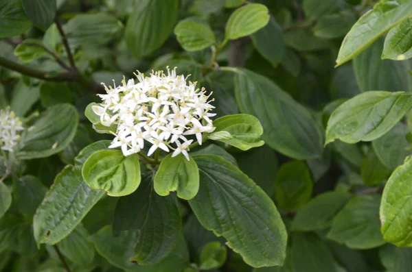 Gros Plan Sur Les Fleurs Blanches Physocarpus Opulifolius Nugget Ninebark — Photo