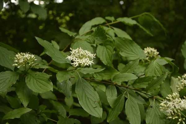 Gros Plan Sur Les Fleurs Blanches Physocarpus Opulifolius Nugget Ninebark — Photo