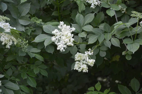 Soleil Brille Travers Les Feuilles Les Fleurs Sureau Sambucus Printemps — Photo