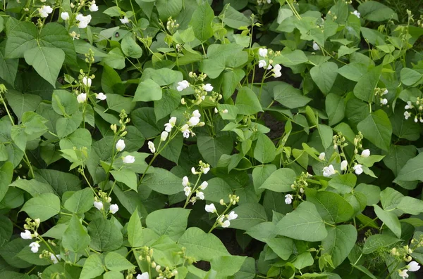 Planta Guisante Floreciendo Macro Disparó Flores Blancas Cerca Frijoles Plantas —  Fotos de Stock