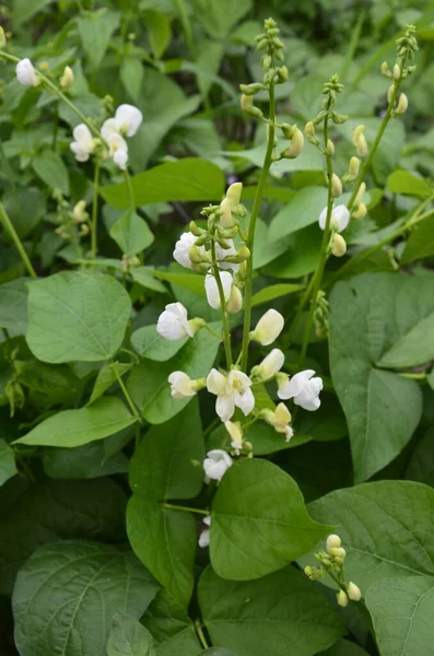 Erbsenpflanze Blüht Makroschuss Weiße Blüten Aus Nächster Nähe Bohnen Pflanzen — Stockfoto